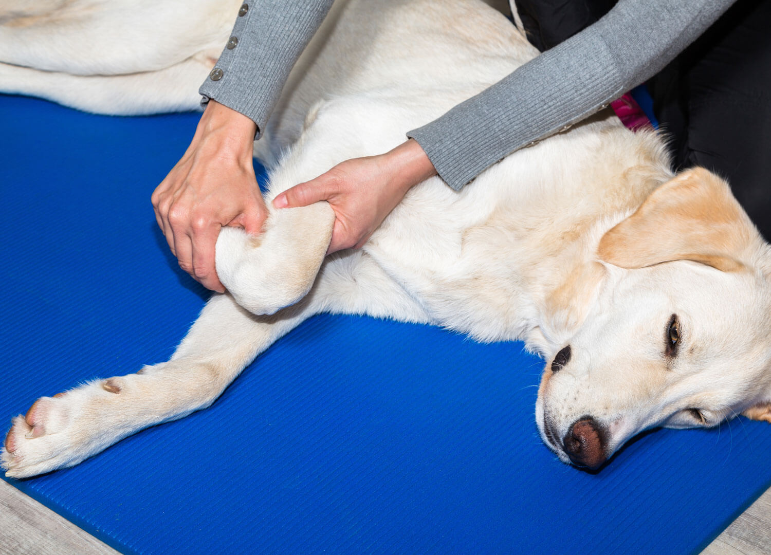 Pets-and-pet-care